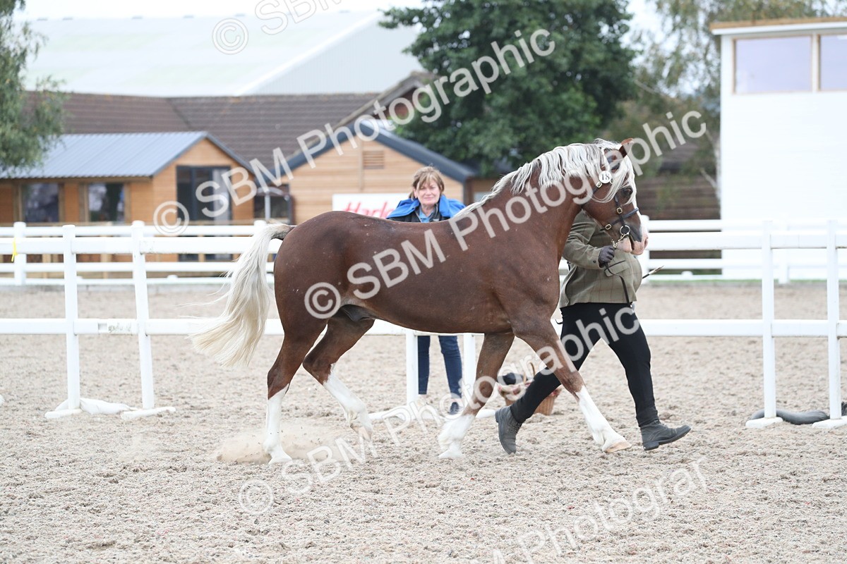 SBM_17896 - Class 317 IH Pure bred Horse/Pony