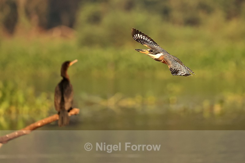 Flying Ringed Kingfisher (female) passes Neotropic Cormorant, Brazil - Ringed Kingfisher
