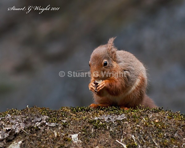 754 - Red Squirrels