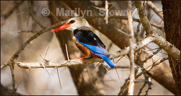 Grey headed kingfisher - Kenya, Tsavo East
