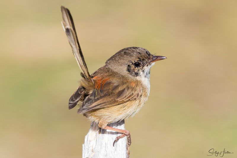 Immature Male 1