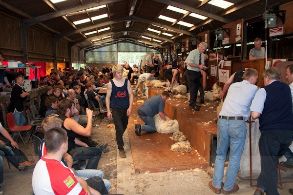 56 - Shearing Competition