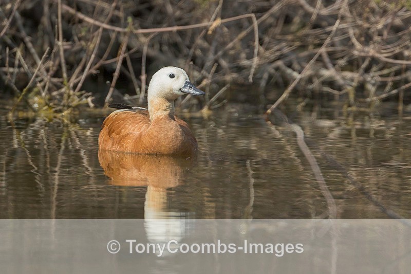 Ruddy Shelduck - Lesvos ~ Other Birds