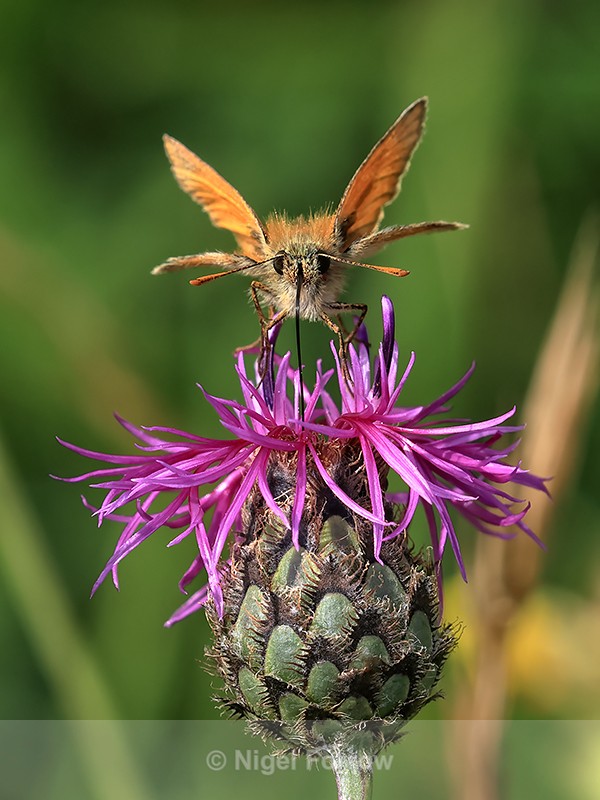 Small Skipper, head-on view, feeding on Knapweed, Seven Barrows - INSECTS