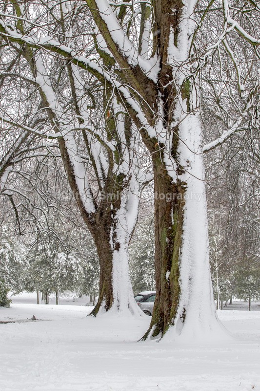 8KJS9556 - Trees in Abington Park