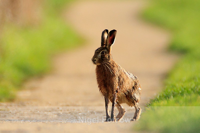 Brown Hare on the Bridleway, Otmoor RSPB - Hare