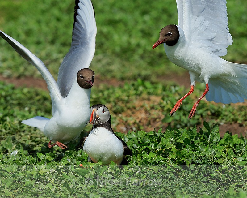 Puffin harassed by two Black-headed Gulls, Farne Islands - Puffin