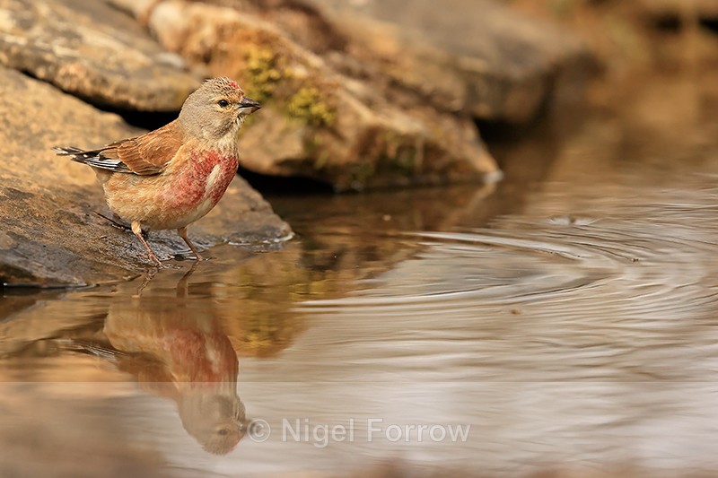 Linnet (male) reflection, Claret, Spain - Common Linnet