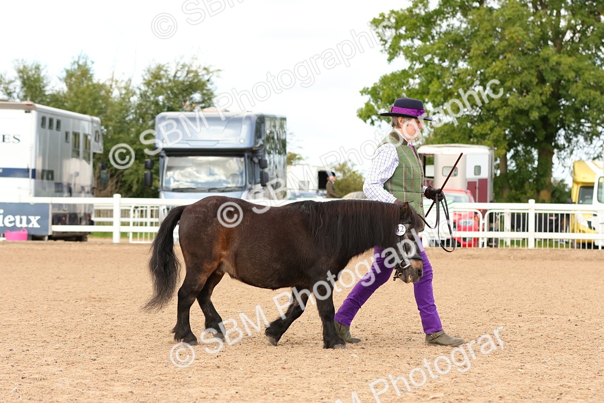 SBM_10275 - Class 206 - IH Non Show Type Pony