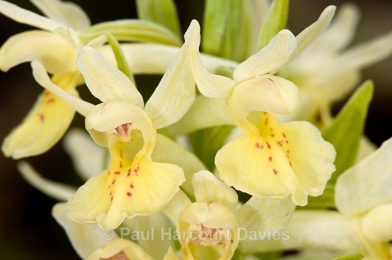  - Orchids - Dactylorhiza