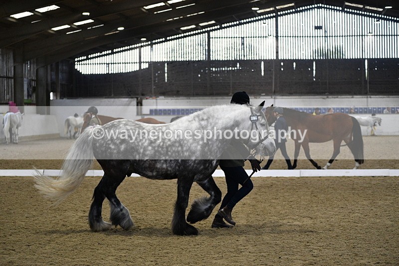 WJ5_4316 - Class 6 In hand M&M - Large Breeds