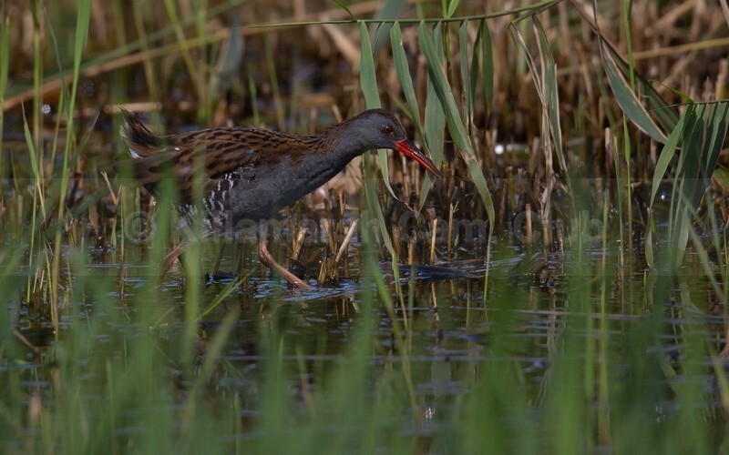 05 ANDY COTTON_WATER RAIL HUNTING - Andy Cotton