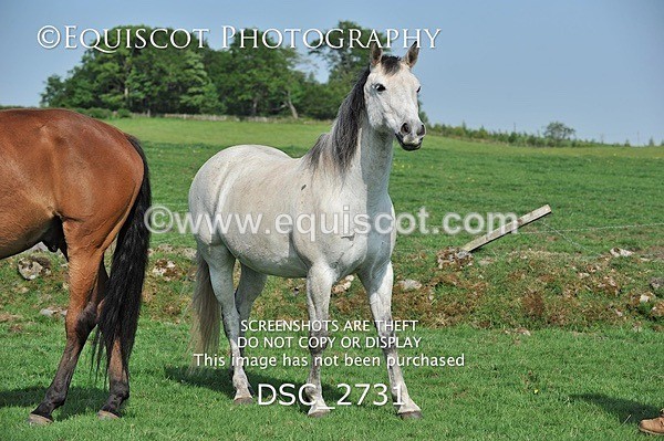 DSC_2731 - ARCHIVE REQUEST - Quincy and Guinness