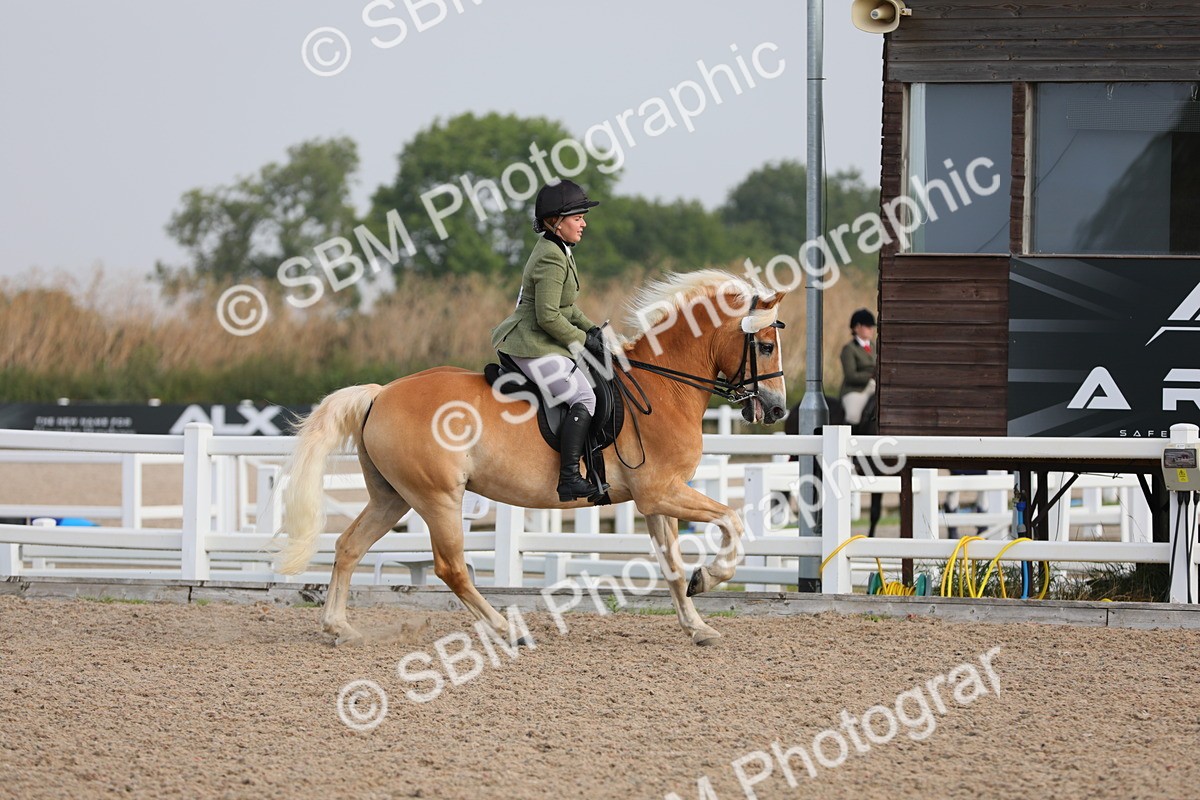 SBM_10699 - Class 303 Ridden Pure Bred Horse/Pony (excl M&M)