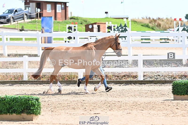 240717A-150640-02545 - Trot Up 3pm to 4pm