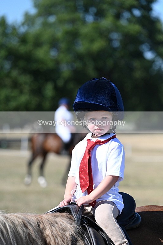 WJ7_1491 - Class 42 Most Handsome Gelding