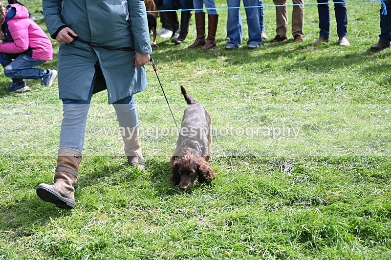 WJ6_8934 - Class 8 Best Working / Gun Dog or Bitch