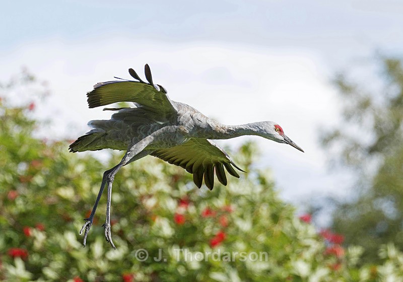  - Sandhill Cranes