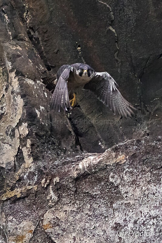 Up, Up and Away! - Peregrine Falcon - 3 of 4 - Nature