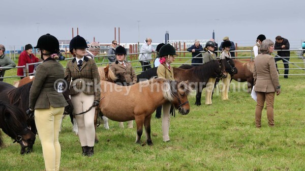 untitled-7139 - Shetland Pony Show