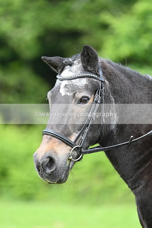 WJ7_1664 - Class 11 Condition & Turnout