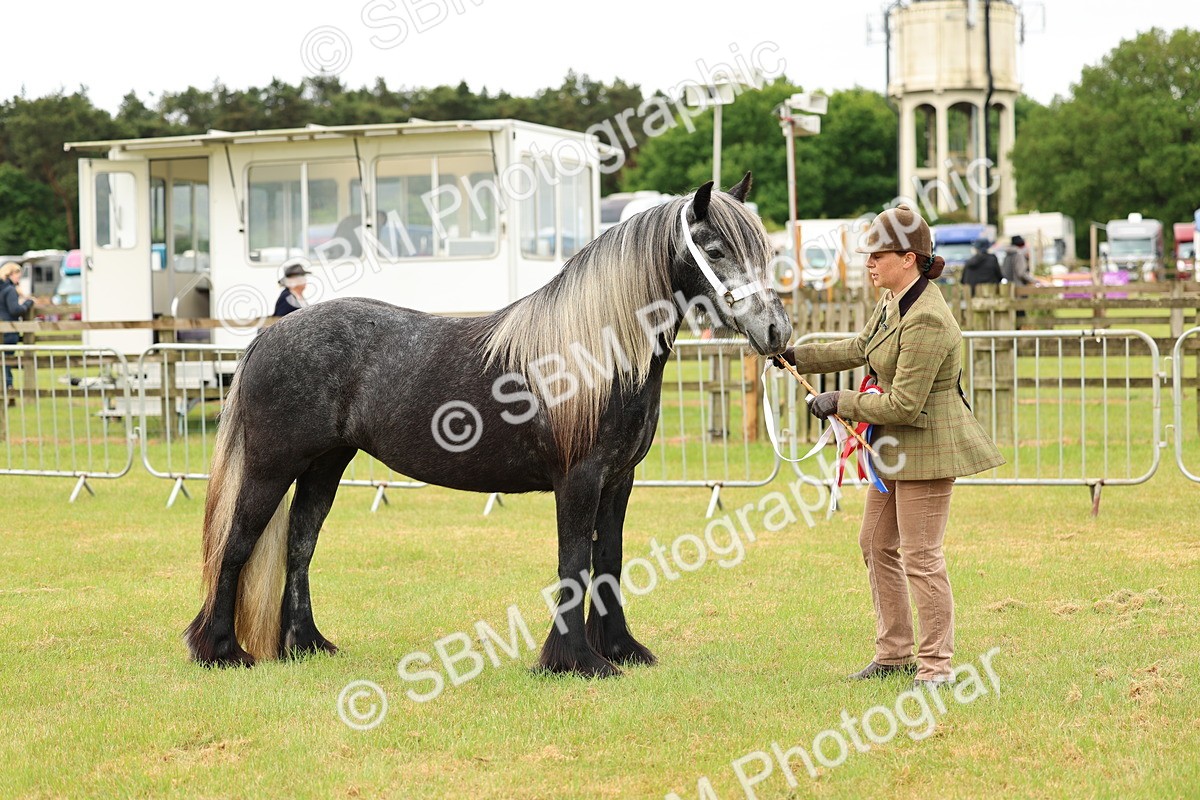 SBM_00619 - Class 58-67 - M&M Non Welsh Pony In hand