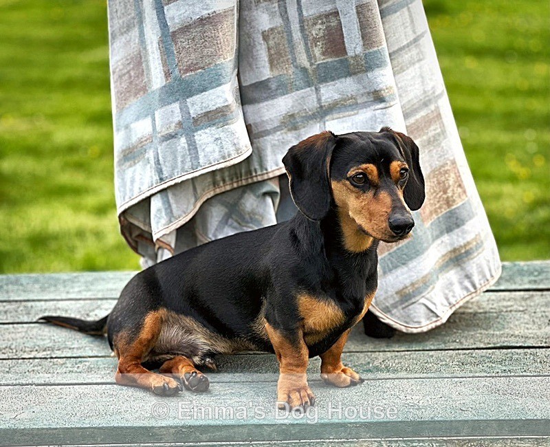  - Pawtraits