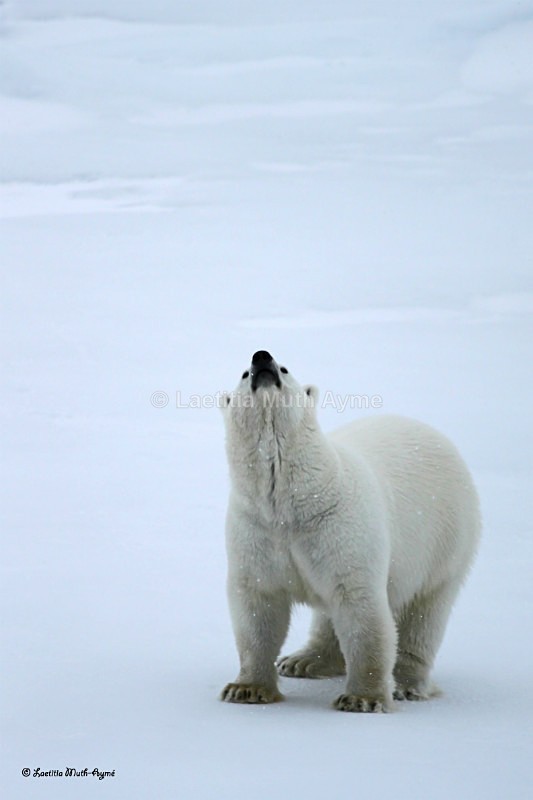 IMG_0244 Svalbard - Bears