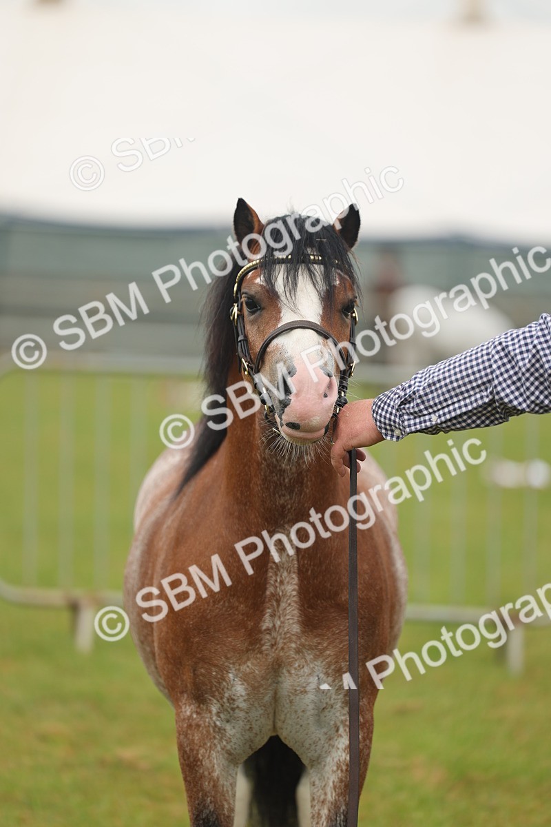 SBM_01417 - Class 50-57 - M&M Welsh Pony In Hand