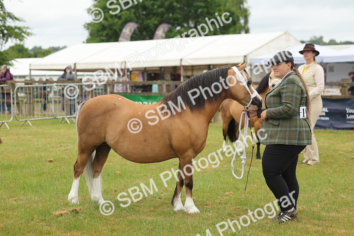 SBM_01557 - Class 50-57 - M&M Welsh Pony In Hand