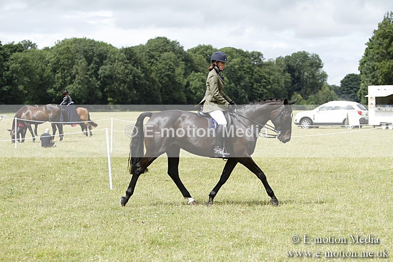 BVR160717-2280 - Working Hunter Championship 16/07/17