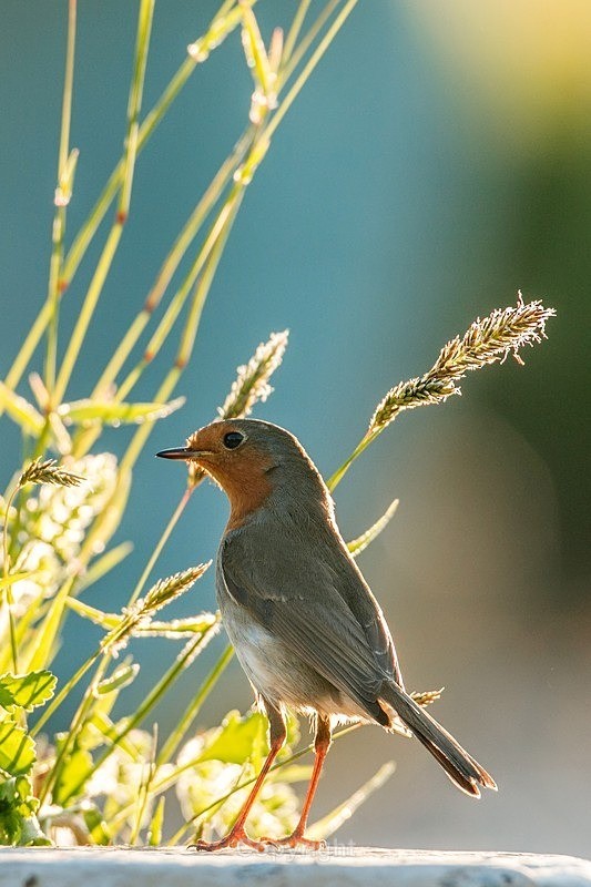  - Birds