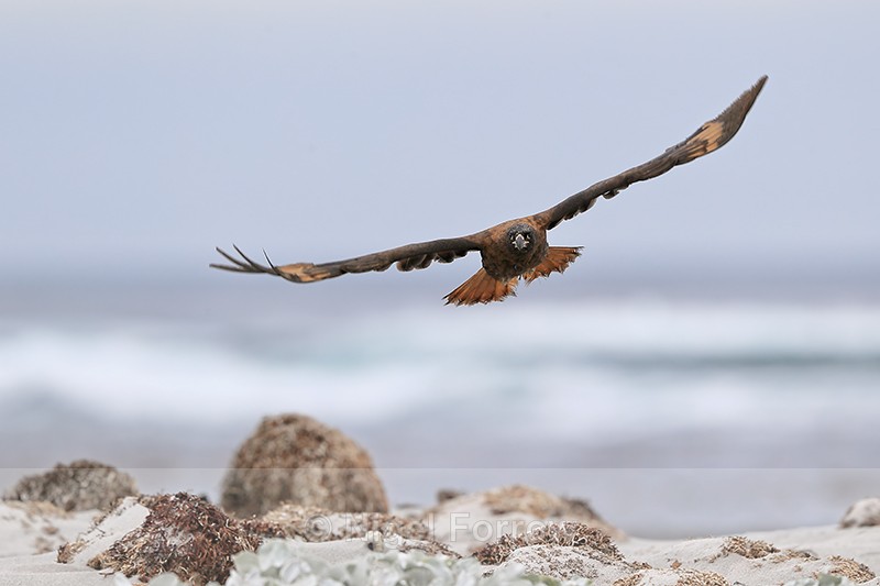 Striated Caracara flying wings extended, Sea Lion Island, Falklands - Striated Caracara