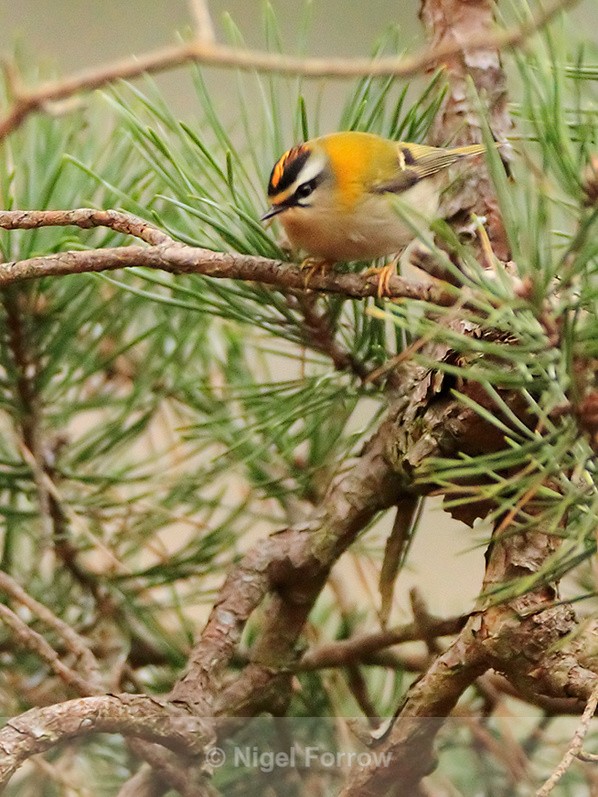 Firecrest perched in a pine tree on Brownsea Island - Firecrest