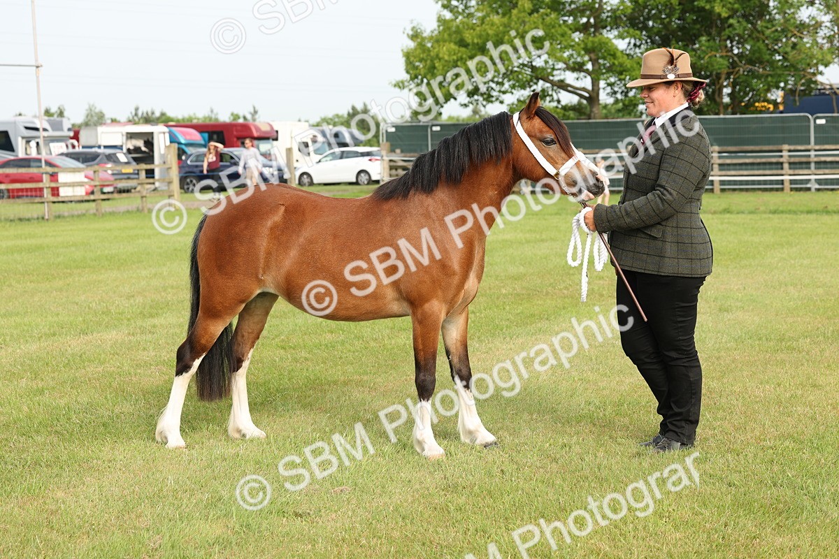 SBM_00419 - Class 6-13 - Mountatin and Moorland In Hand Welsh Breeds