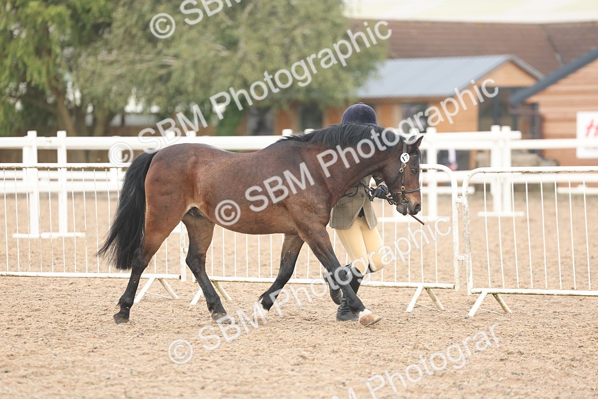 SBM_08501 - Class 29 - IH Veteran Pony