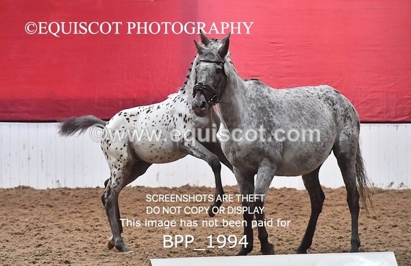 BPP_1994 - AFTERNOON 12.30 - 3.30PM