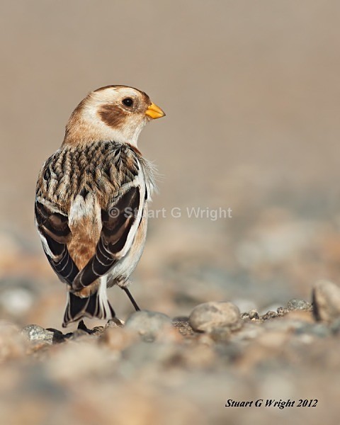 339 - All other Birds