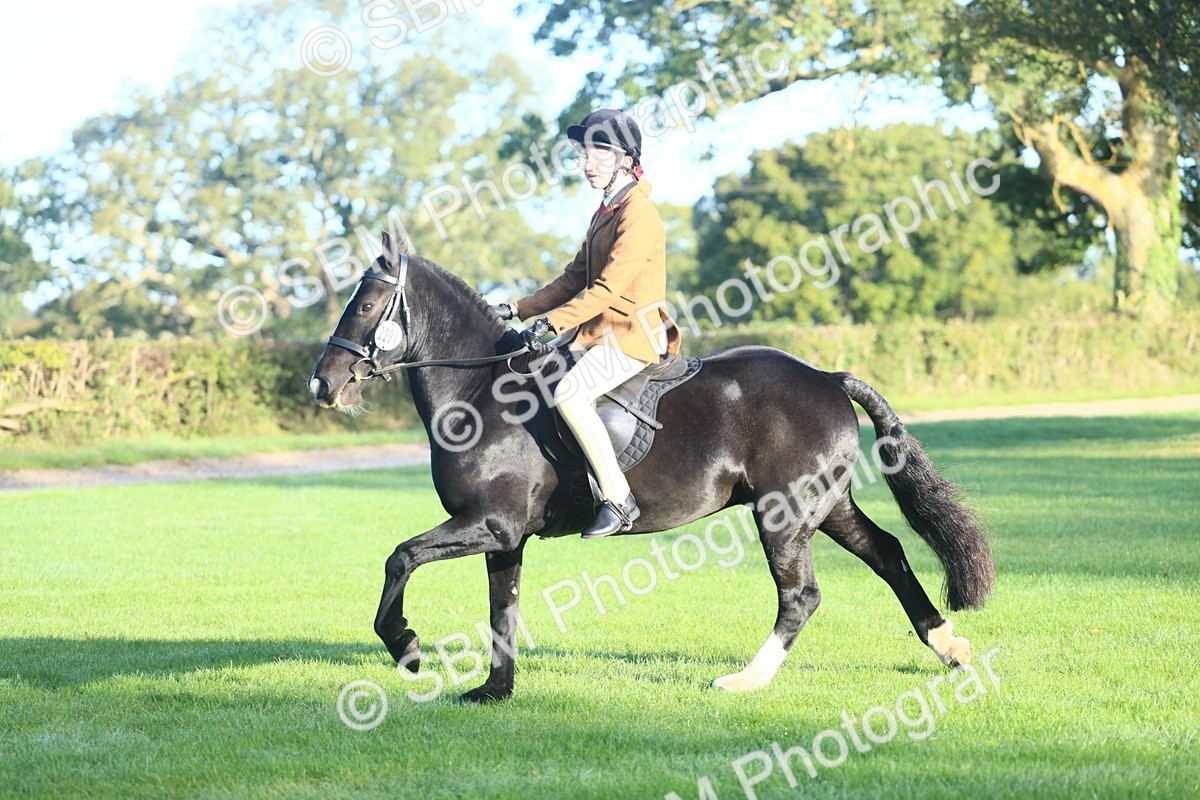 SBM_37348 - S29 - Novice & Newcomers Working Hunter Pony
