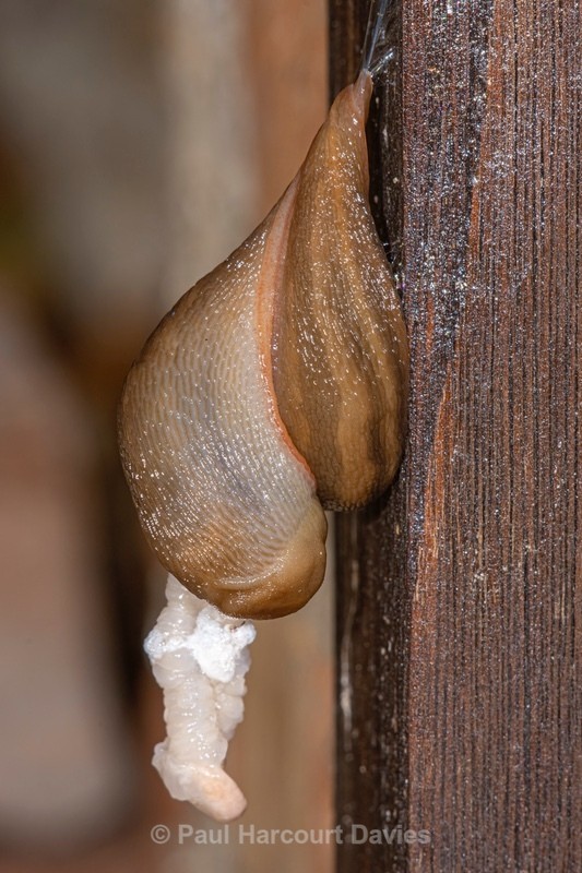 Sperm transfer in mating slugs - Insects & Spiders &  other animals 2021