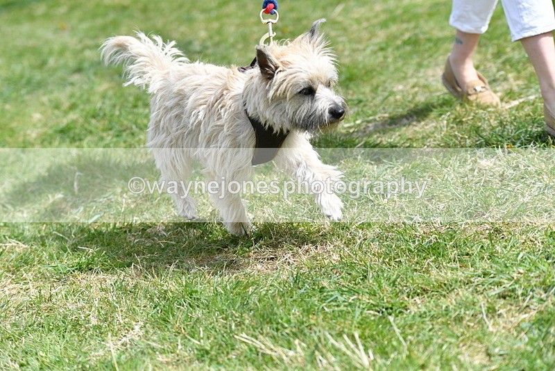 WJ5_0376 - Class 7 Best Terrier