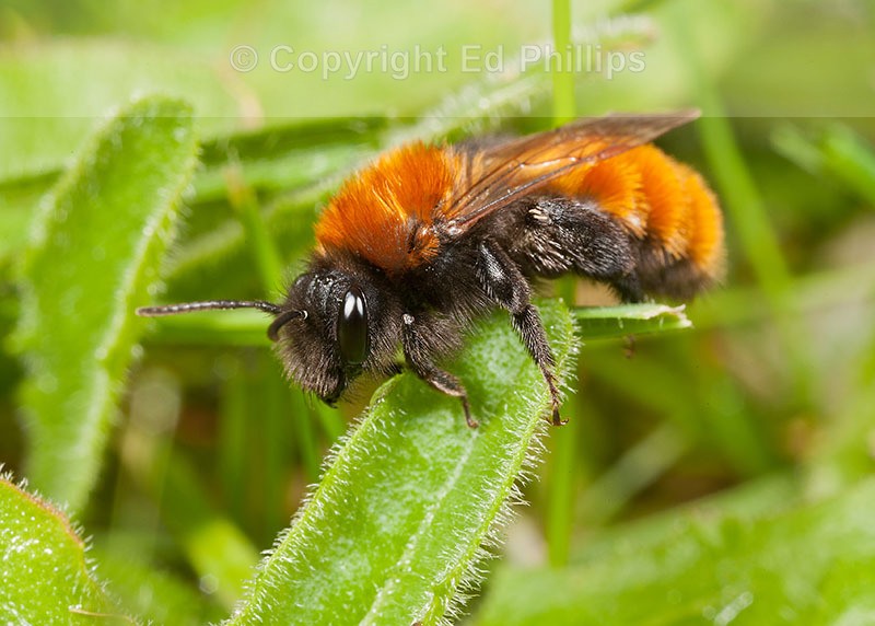 Andrena fulva (f)