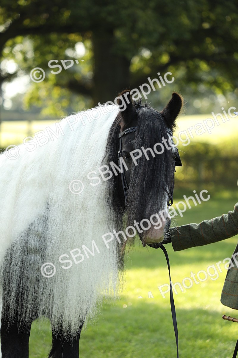 SBM_60906 - S43 - Coloured Pony In Hand