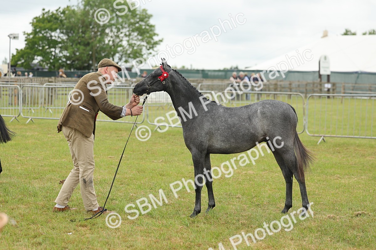 SBM_05577 - Class 68-73 - Riding Pony Breeding