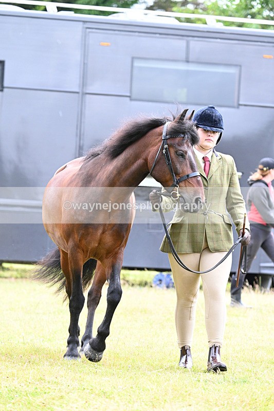 WJ7_6502 - Class 5 Handsome Gelding in hand