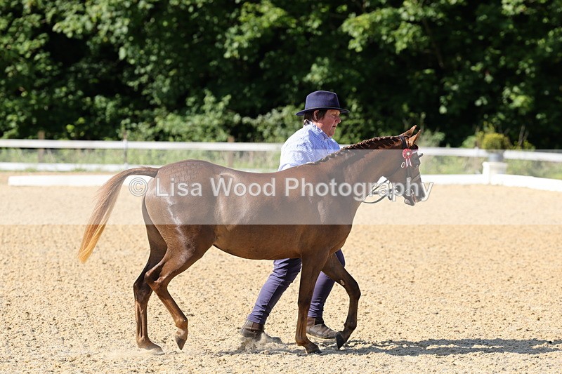 1X9A0622 - Class 3: Youngstock 1, 2, 3 year old not to exceed 153cm