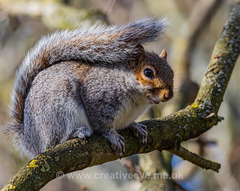 No.0041. Wandlebury Squirrel - Animal world