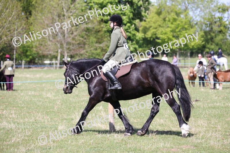 20250427-3199 - Class 33 - Best Pony 14.2hh and Under