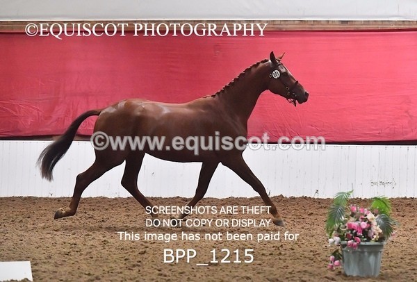 BPP_1215 - MORNING 9AM - 12PM