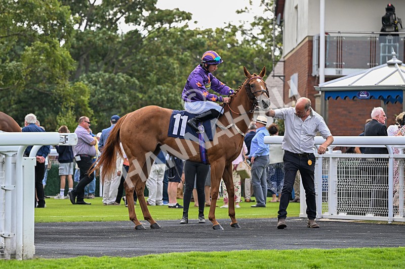 140726-Zivas Star-1259 - Race 5 16.23pm Connexin Gigabit Gallop Handicap